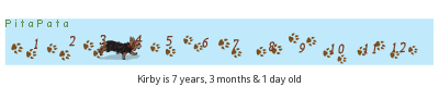 PitaPata Dog tickers